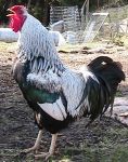 chicks for sale