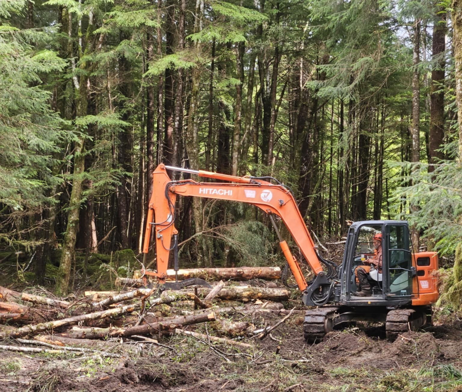 logging
